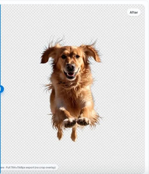 app nobg.eu: ritaglio di cane su scacchiera trasparente